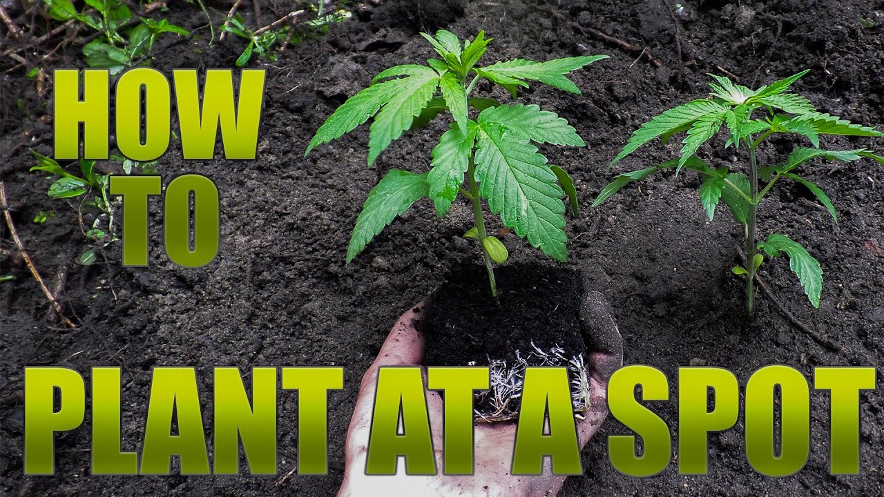 How to plant a Guerilla Grow