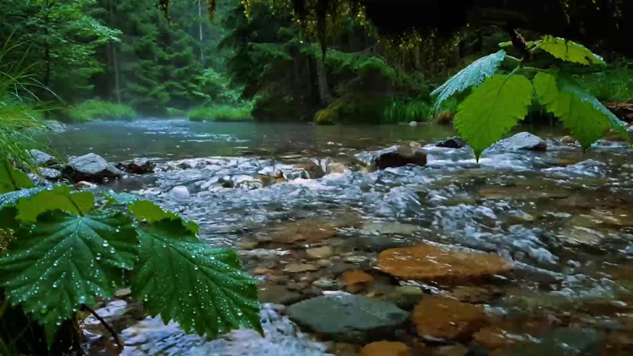 Calming Forest Ambience, Birds Singing Beautiful Stream Sounds for Deep Sleep, Study Focus, Medicine