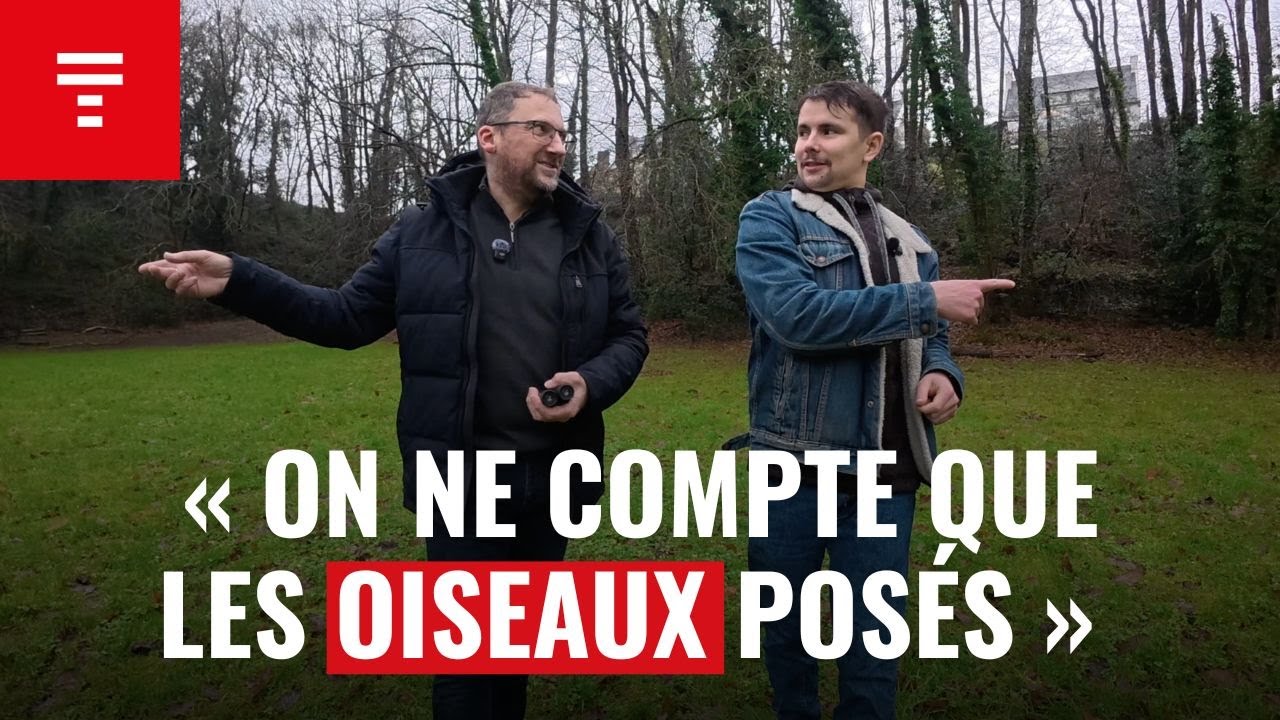 Pourquoi doit-on COMPTER les oiseaux ce week-end ?