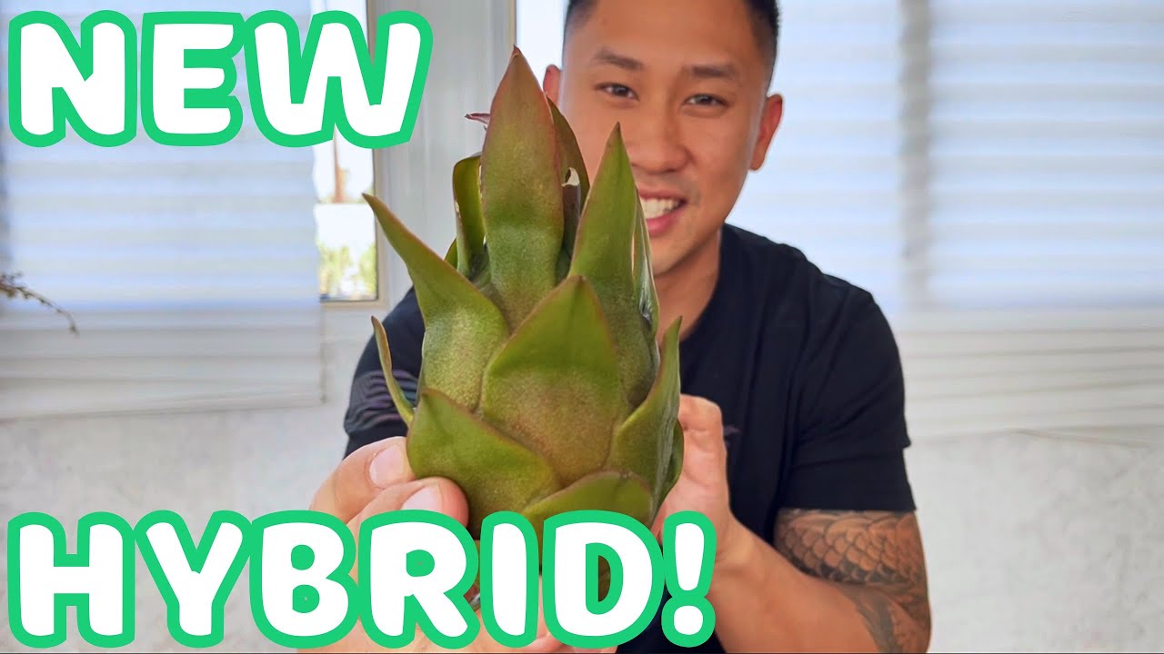NEW VARIETY! Inbred Breeding Hybrid. First Time Taste Test For Dragon's Dream Dragon Fruit