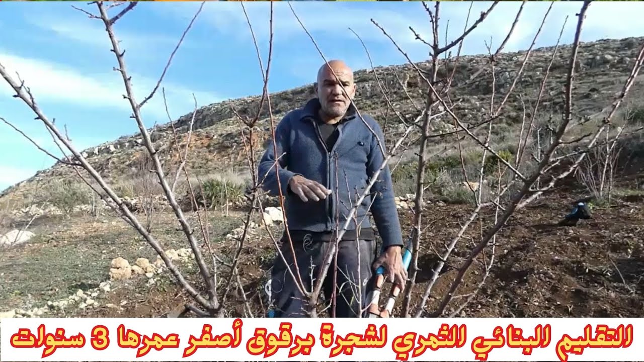 التقليم البنائي(التكويني+تربية) الثمري لشجرة برقوق أصفر عمرها 3 سنوات #قناة_الظهرة_الفلاحية