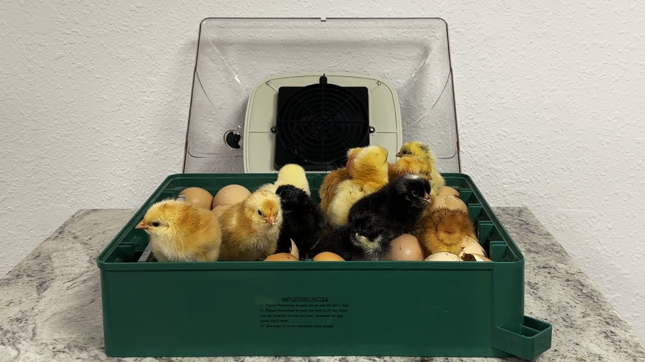 Egg incubator EU PROFI C-24 | Инкубатор для яиц EU PROFI C-24