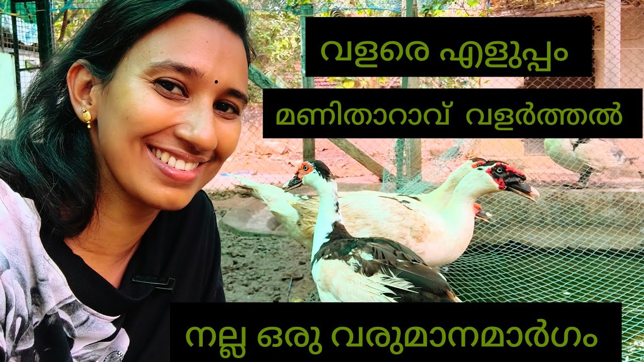 മാണിതാറാവ് വളർത്തൽ ലാഭകരം, വളരെ എളുപ്പം 💯💯💯 # All about flying duck #Nilavum Nakshathrom