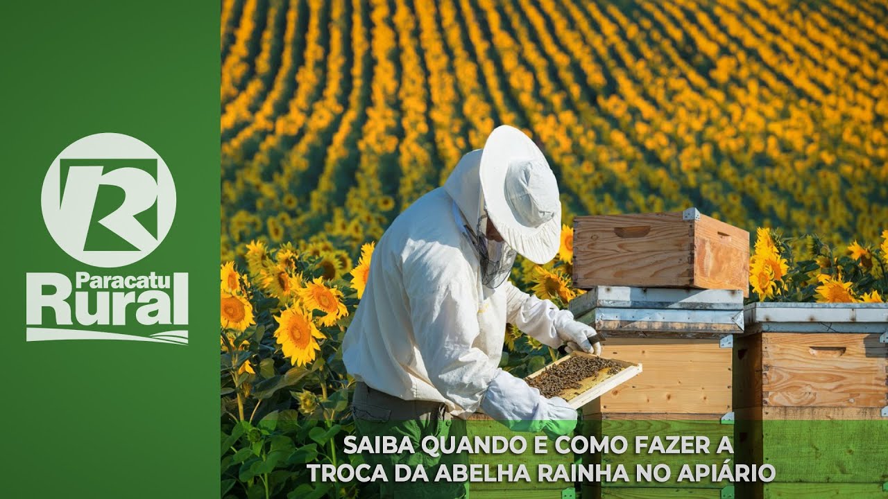 Saiba quando e como fazer a troca da ABELHA RAINHA no apiário