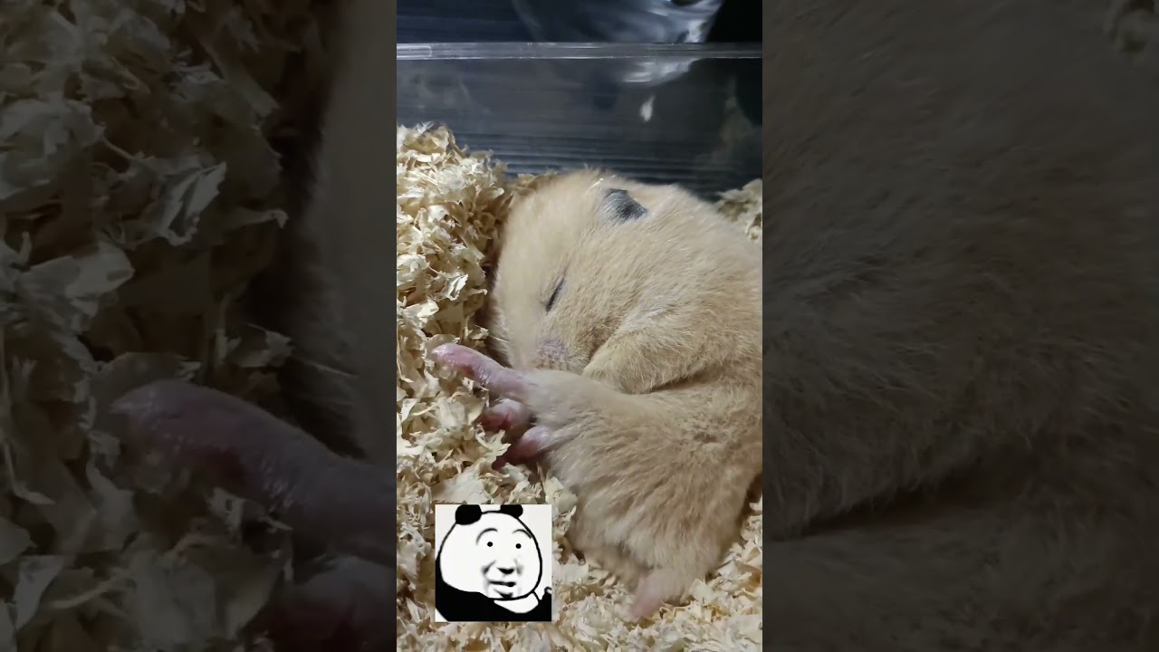 The most sleepy hamster in the world