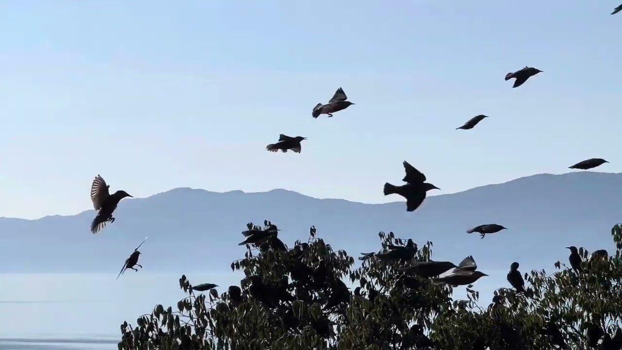 Starlings Čvorci