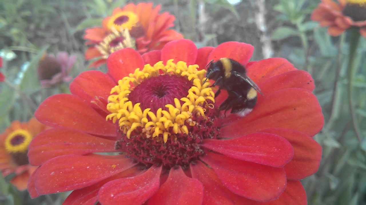 Abejorro polinizando flor