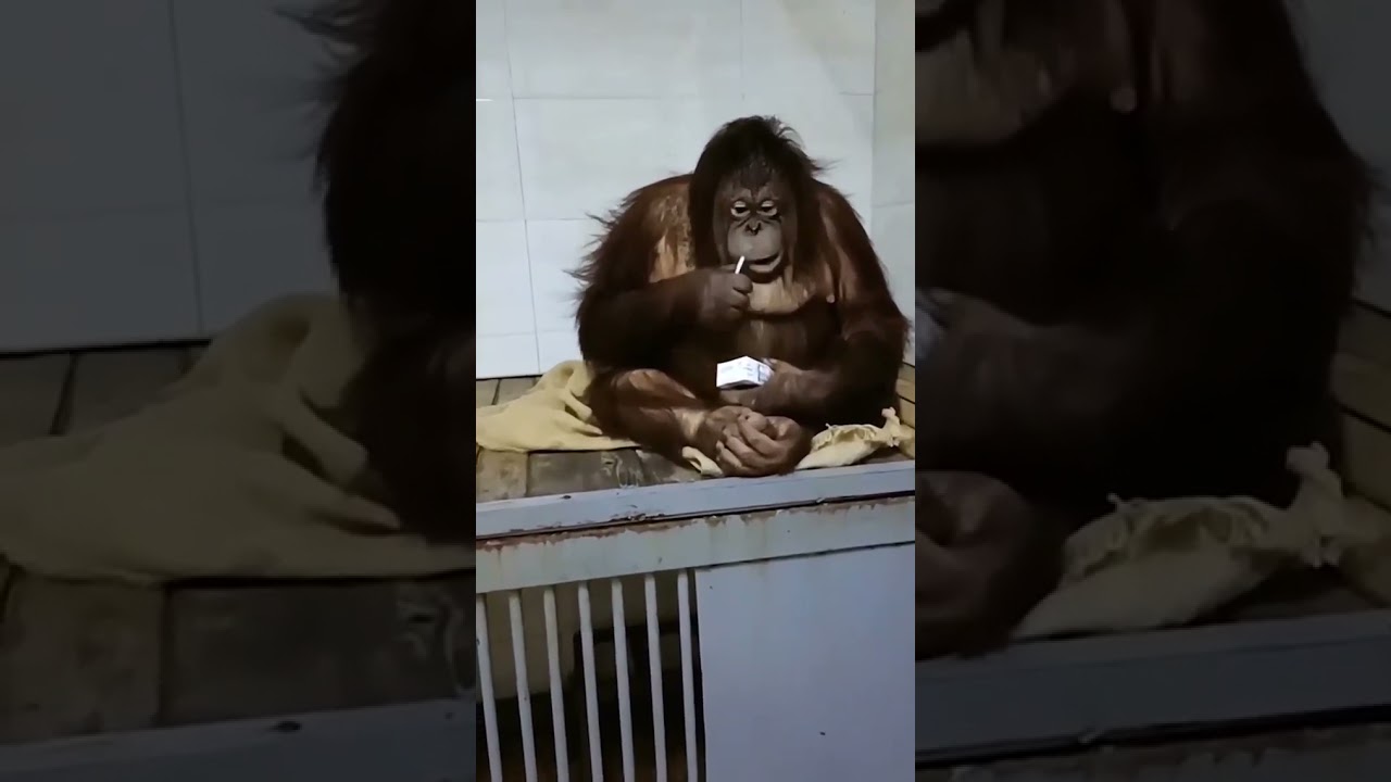 orangutan drinking with straw. cute.
