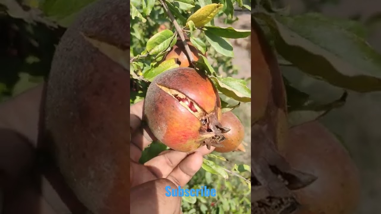 #shorts fruit cracking