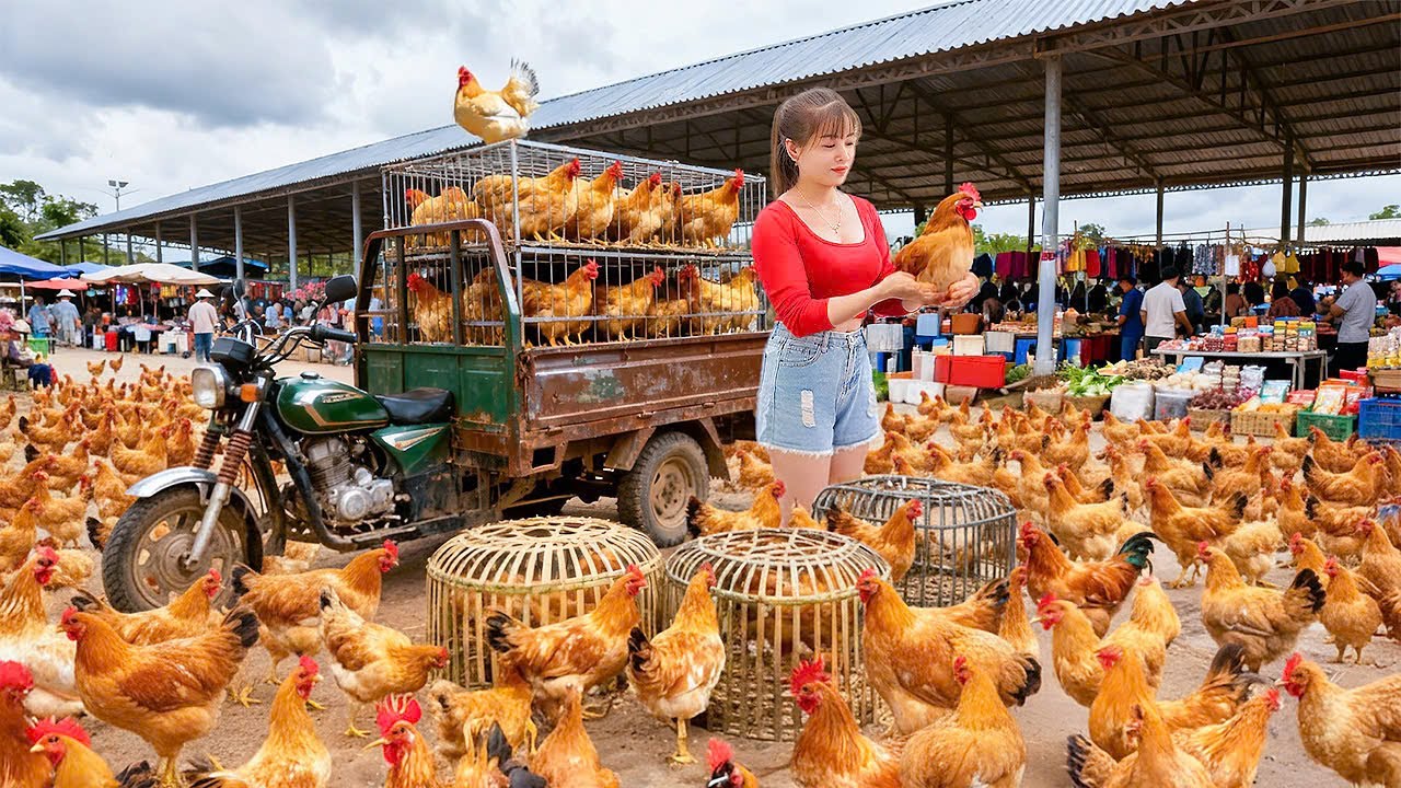 Selling 1000+ Chickens After 6 Month of Raising - Go To Countryside Market Sell Chickens
