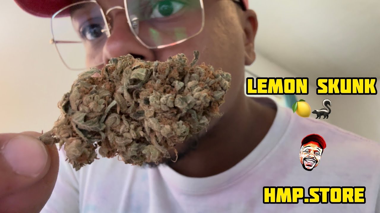 HMP.store | Lemon Skunk 🍋🦨 (Lemon Skunk OG) | THCA Review #thca #thcaflower