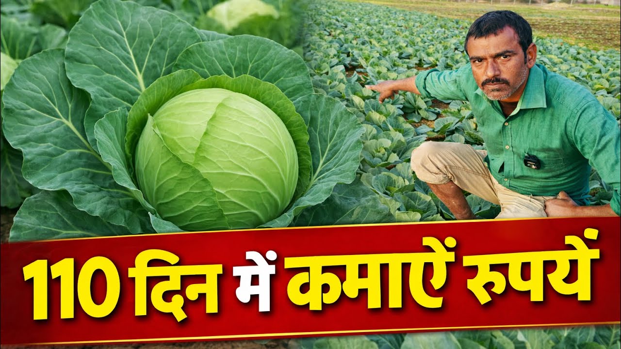 110 दिन में कमाएं लाखों रुपये | पत्तागोभी की खेती से जबरदस्त मुनाफा | Cabbage Farming Profit 2026