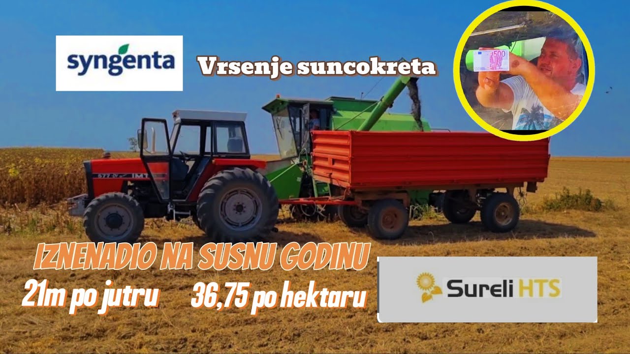 Vrsenjenje suncokreta SURELI u susnoj godini,IMT 577-DV,ZMAJ I ĐUROĐAKOVIĆ#balkan #agriculture