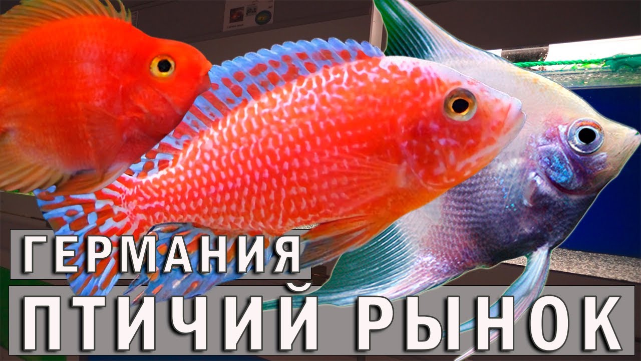 Птичий Рынок в Германии Карлсруэ! Обзор аквариумных рыбок, растений, креветок и цены на них! 4К