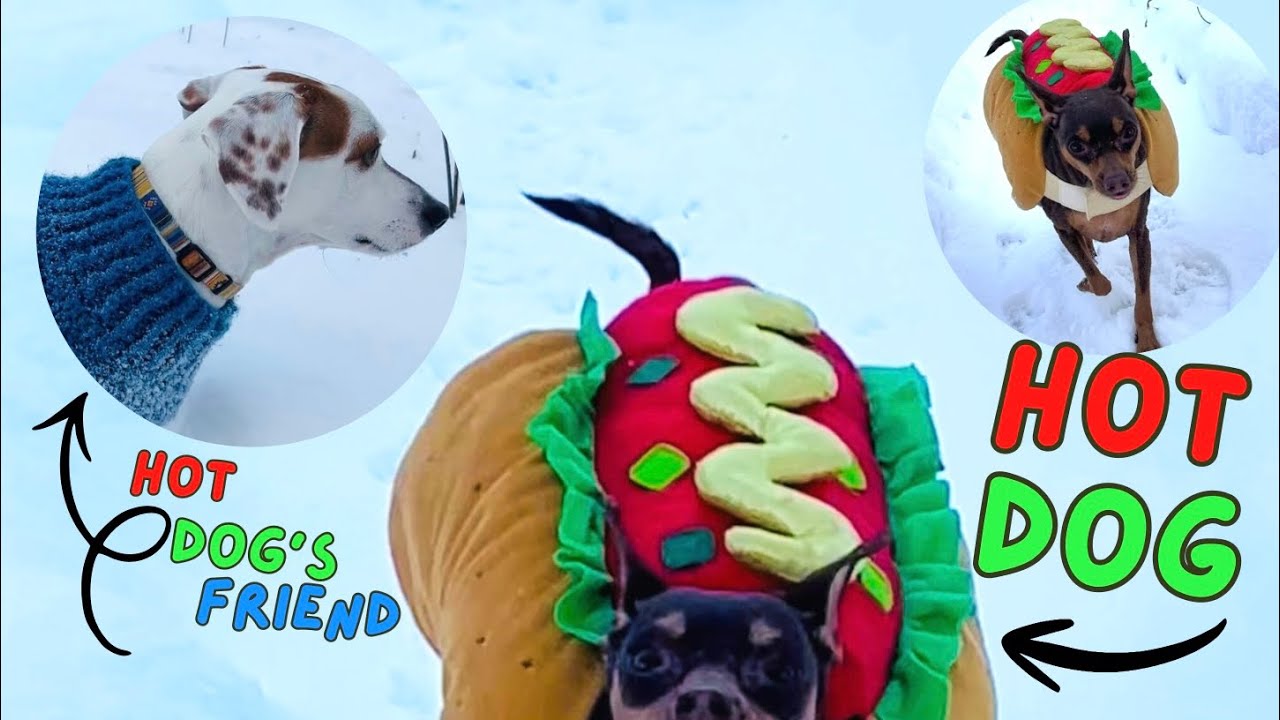 cutie dogs take on Winter Storm Fern
