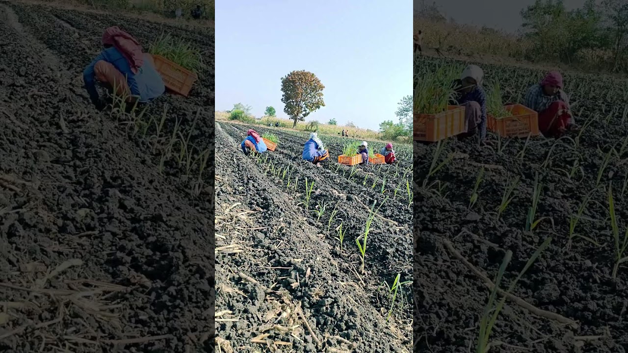 को-८६०३२ गन्ने के पौधों की रोपाई   | |  ARVIND VASAVE | | @avasave8282 | | #Sugarcane#ModernFarming