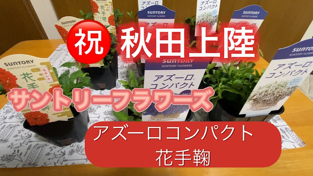 【アズーロコンパクト購入】㊗️サントリーフラワーズさんのお花　秋田市上陸‼️