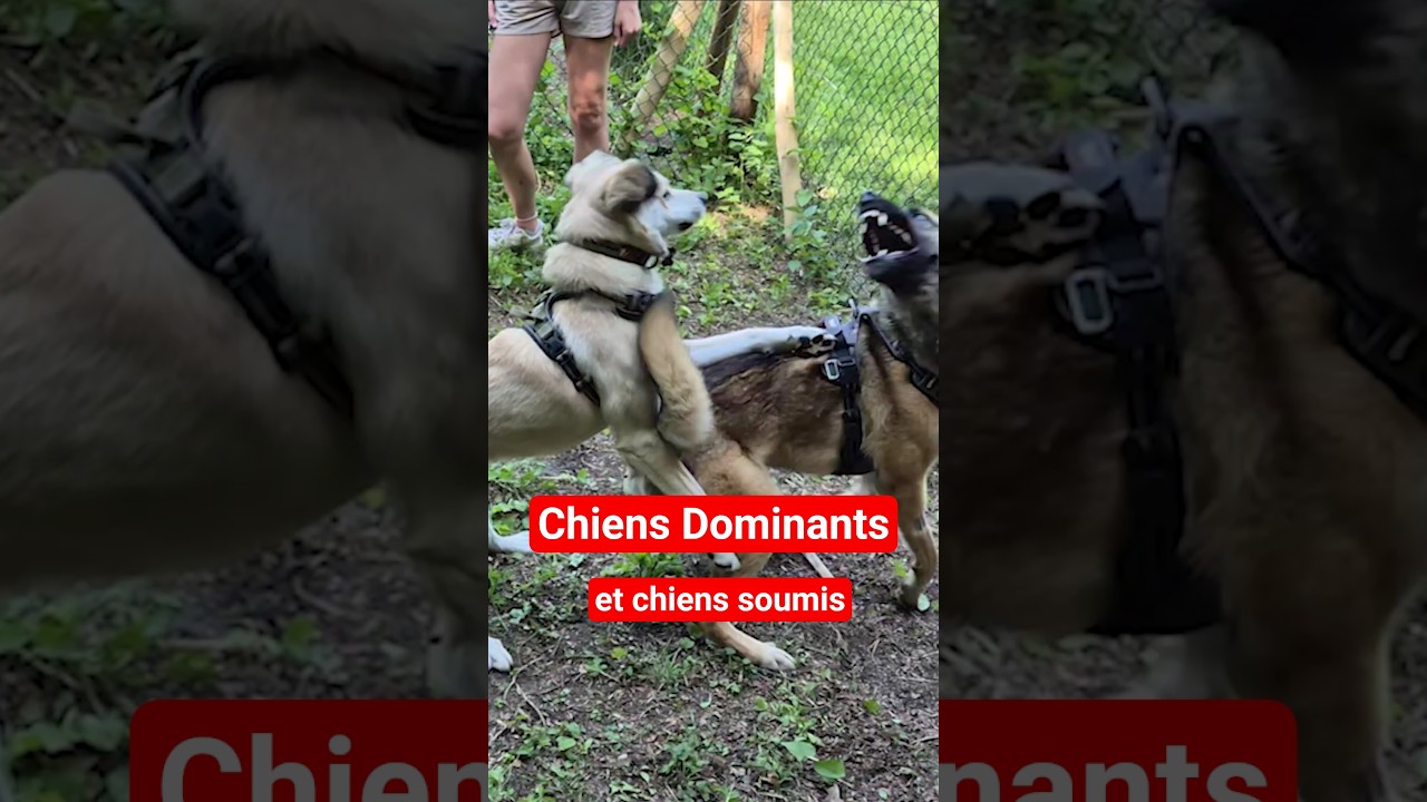 Chiens DOMINANTS et chiens SOUMIS