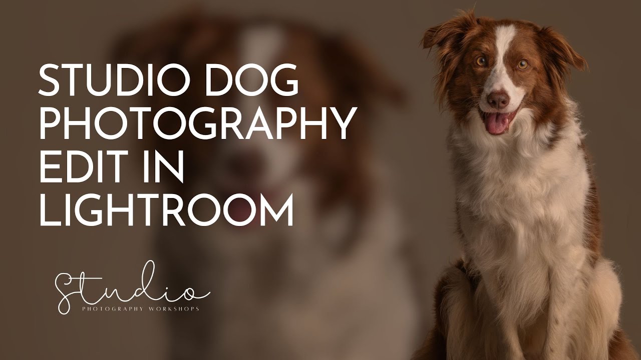STUDIO DOG PHOTOGRAPHY EDIT IN LIGHTROOM