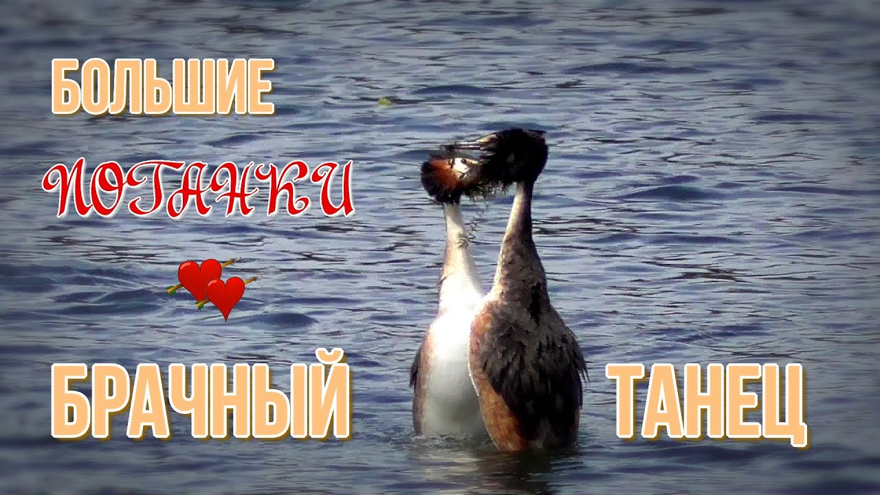 Брачный танец больших поганок. Great crested grebes courtship dance.