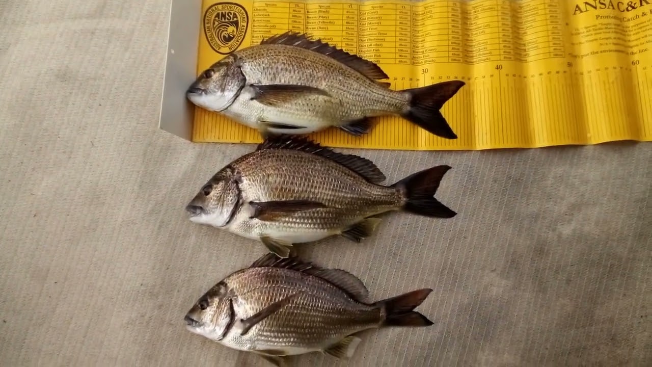 31cm to 35cm Munglinup Bream