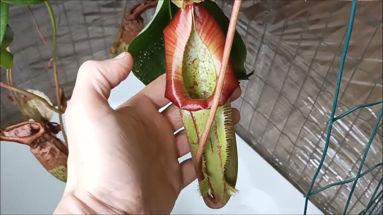 Masožravá Láčkovka Nepenthes 'Miranda'