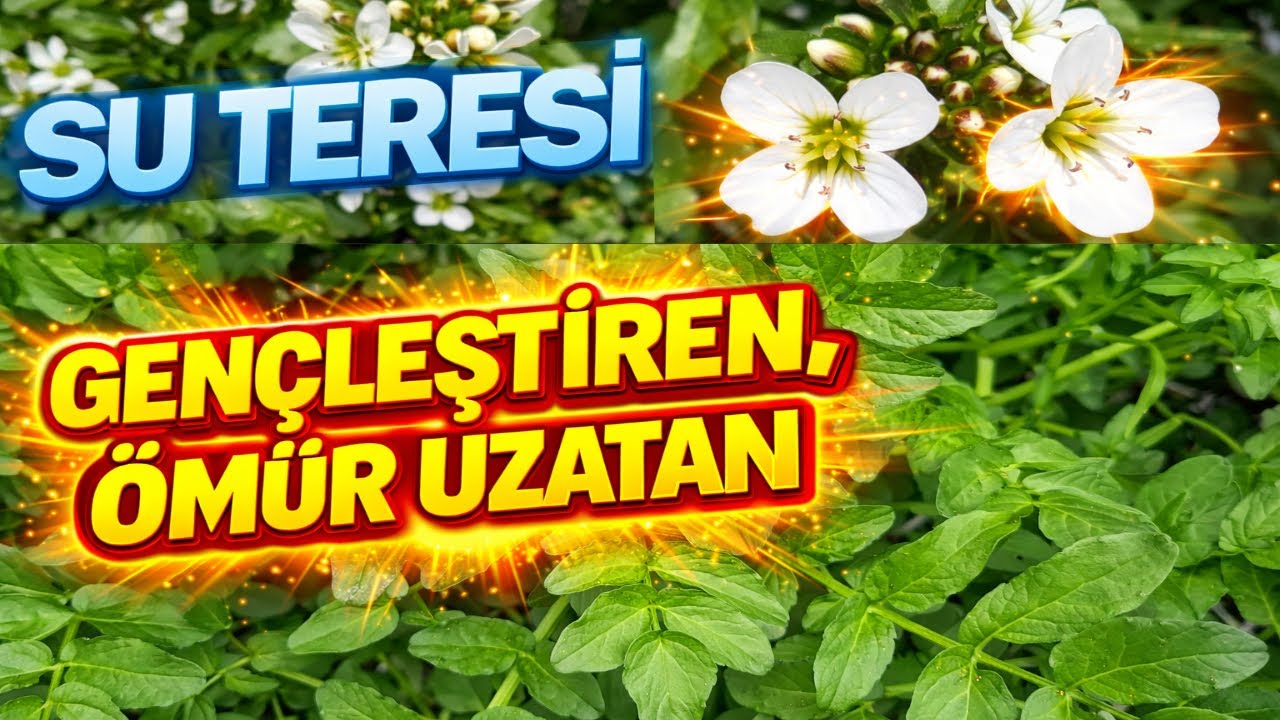 SU TERESİ, Dünya'nın En Sağlıklı Besini Mi.?(Gerdeme - Ispatan - Güzzık  - YenebilirOt - watercress)