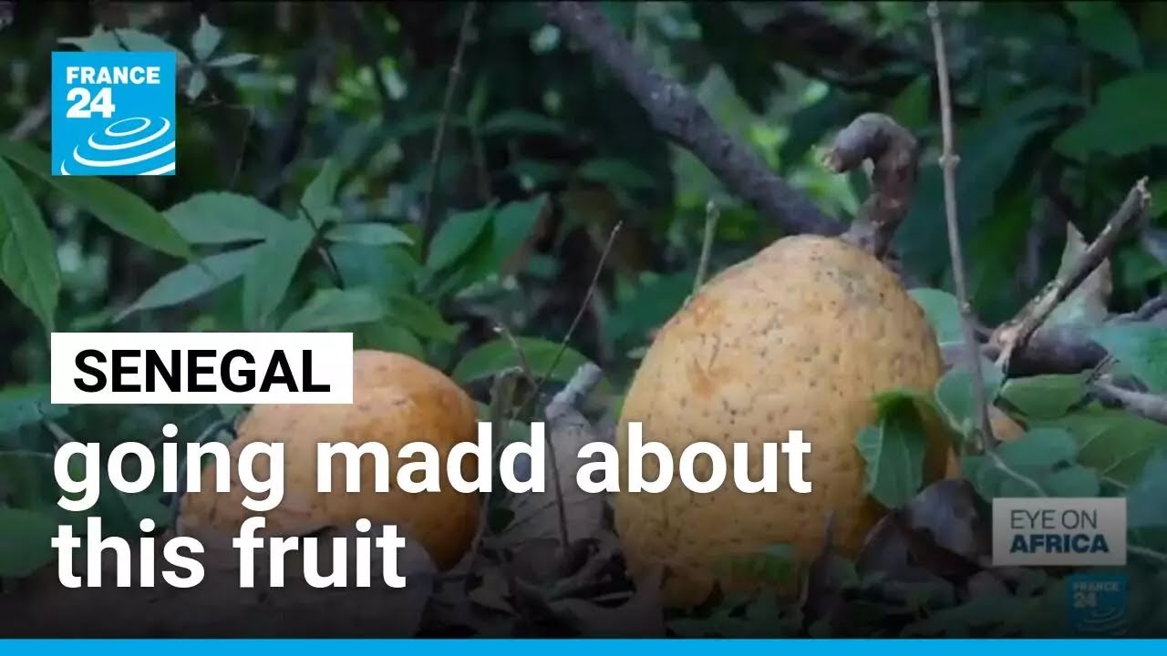 Senegal is going madd about the fruit &bull; FRANCE 24 English