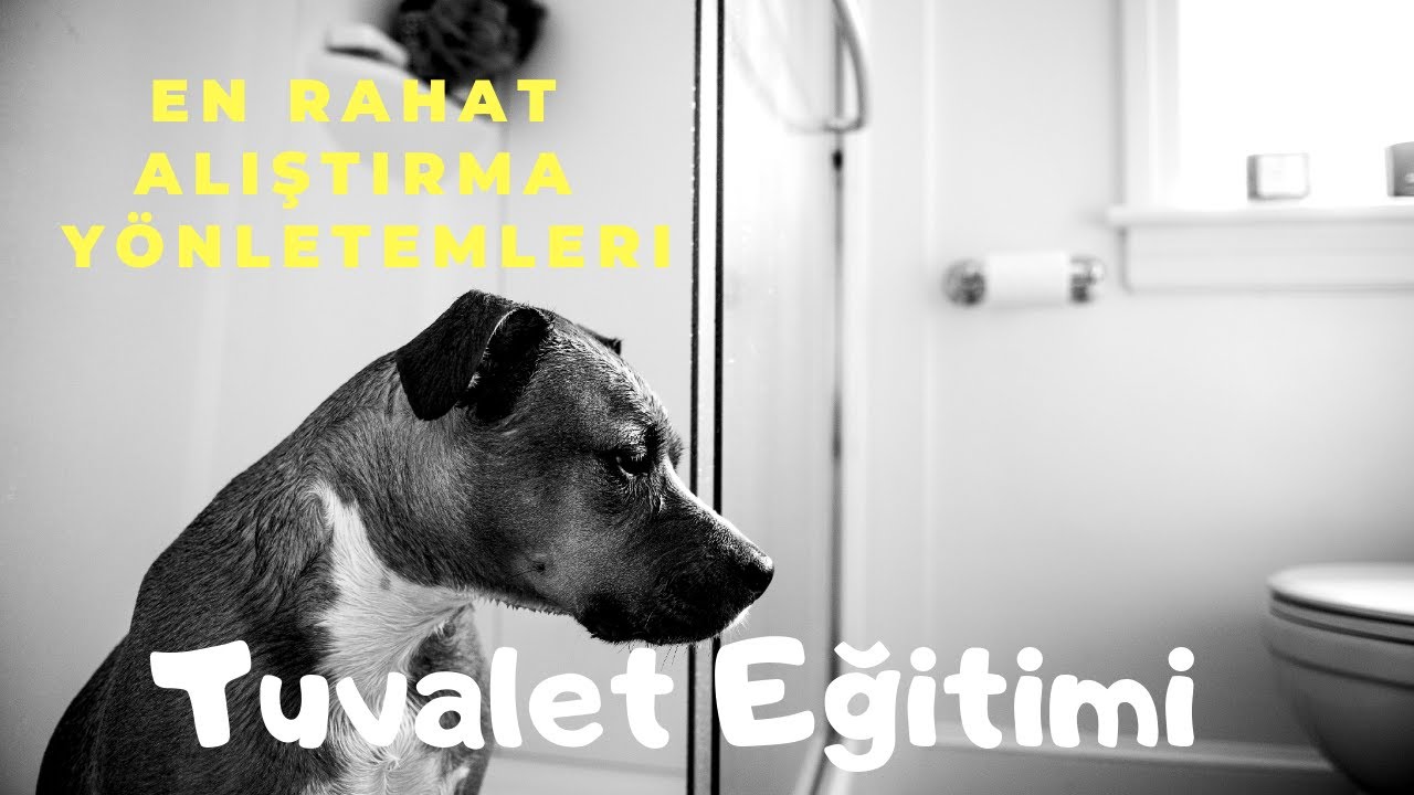 K&ouml;pek Tuvalet Eğitimi Nasıl verilir. 2 | K&ouml;pek Eğitim Videosu
