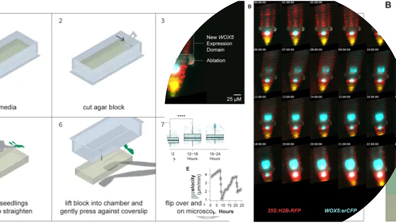 A Long Term Time Lapse Microscopy Technique For Arabidopsis Roots