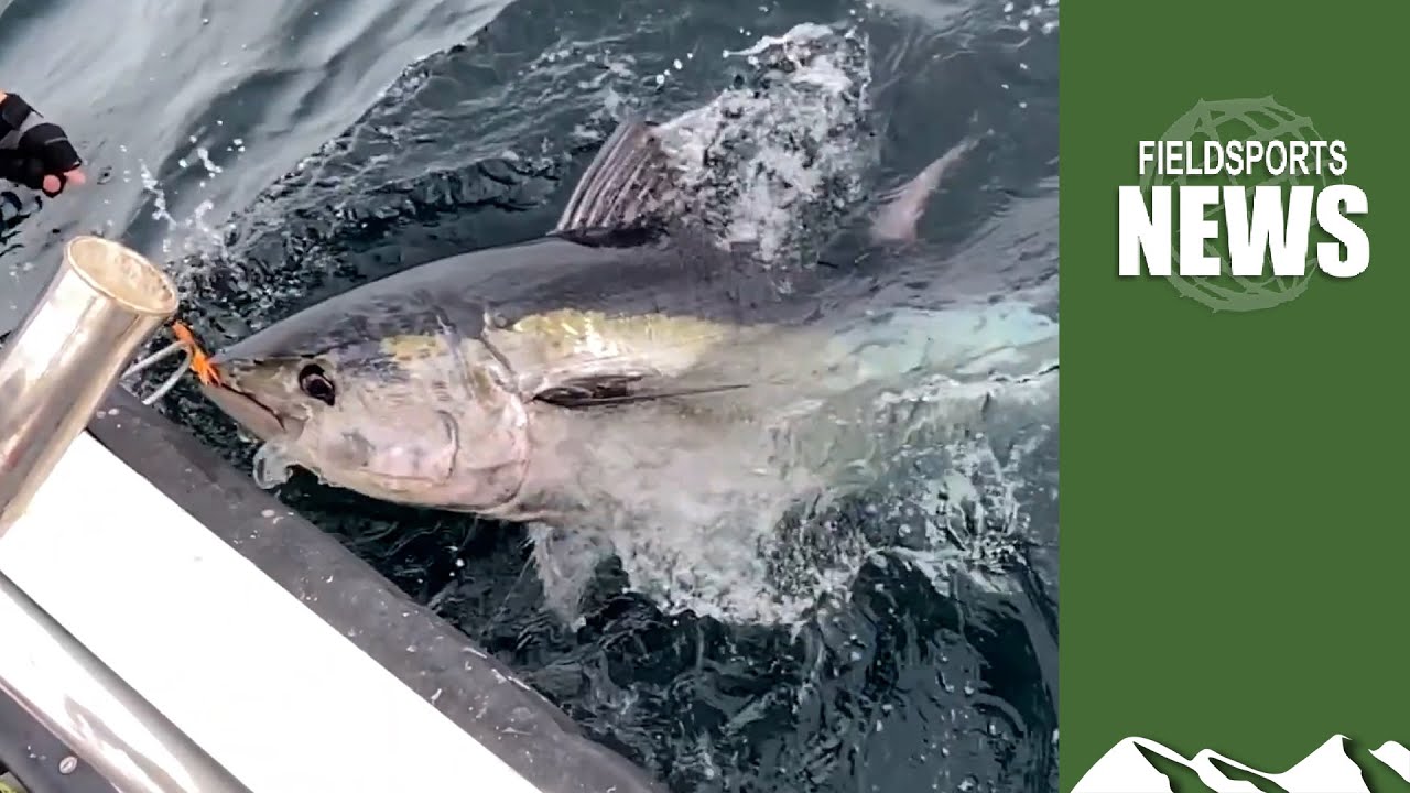 Blue fin tuna are back 🐟 and anglers are keeping it that way