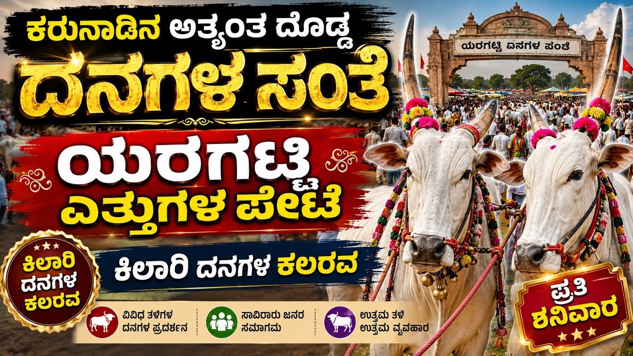 Yaragatti cattlesmarket 🚩 24/01/2026||Biggest khilaribail Market #bullsmarket #khilaribailjodi 