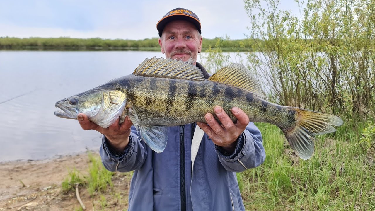 Припять в мае 2025. Судак ест все подряд. Рыбалка в Беларуси.