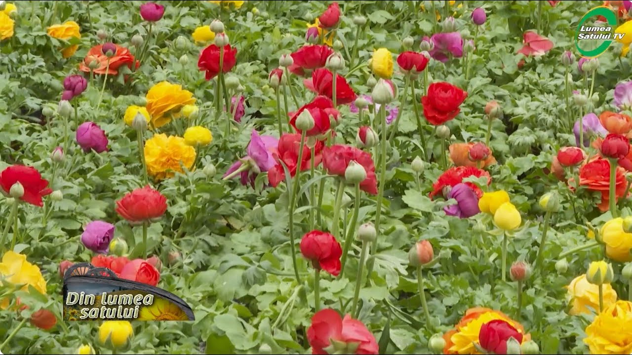 Garofițele și Ranunculus, cum să faci să înflorească abundent