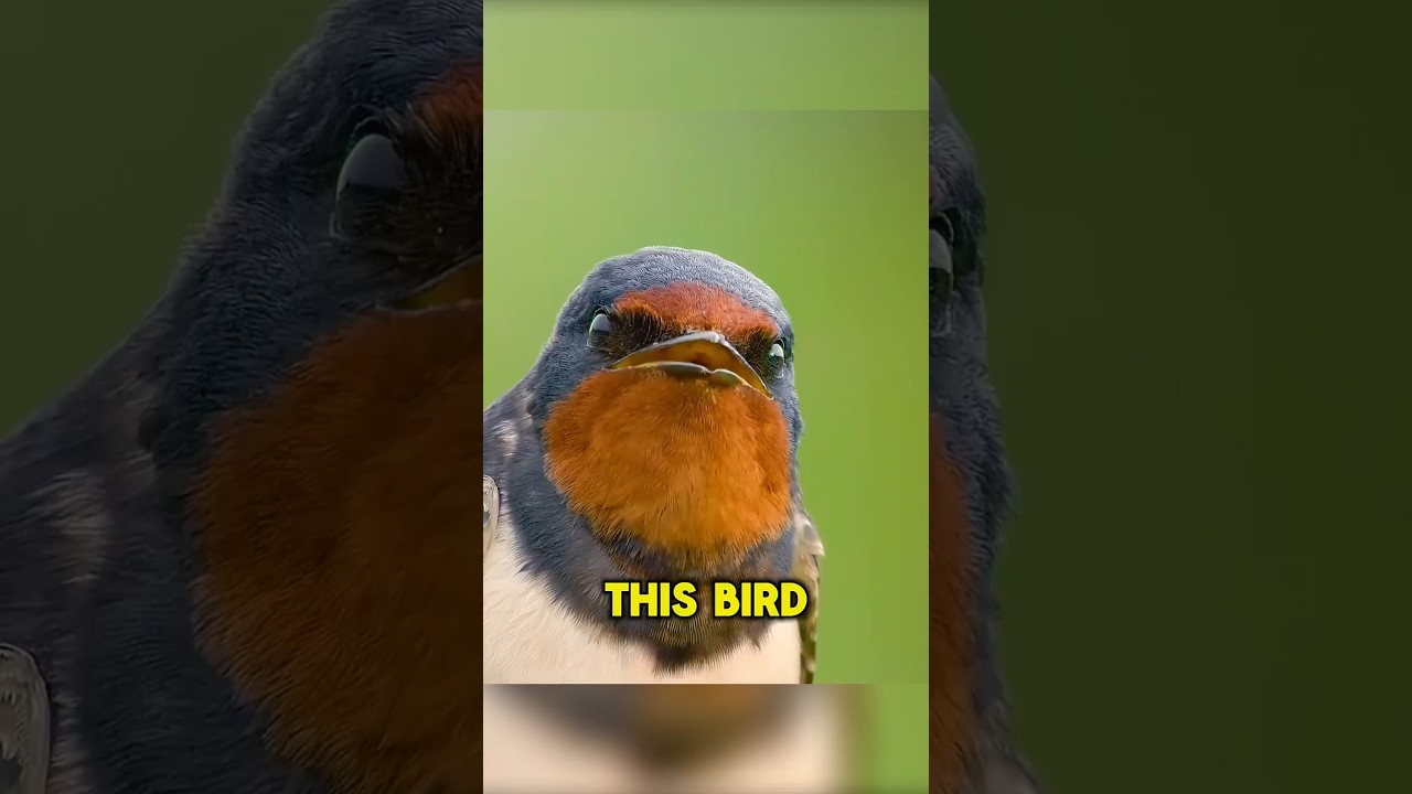 🦅The Bird That Cheated Death!
