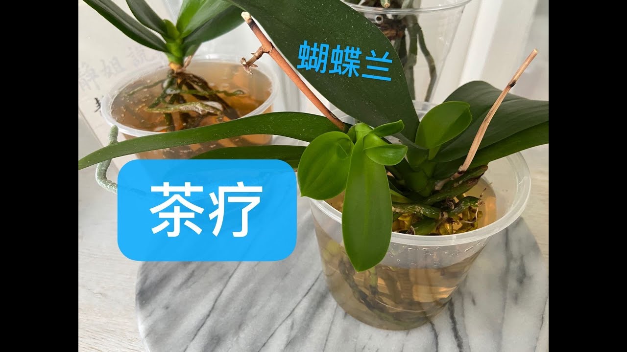 【20061】（新手入门） 再说蝴蝶兰茶疗，最后还强调了三个重点 // 静姐说花267