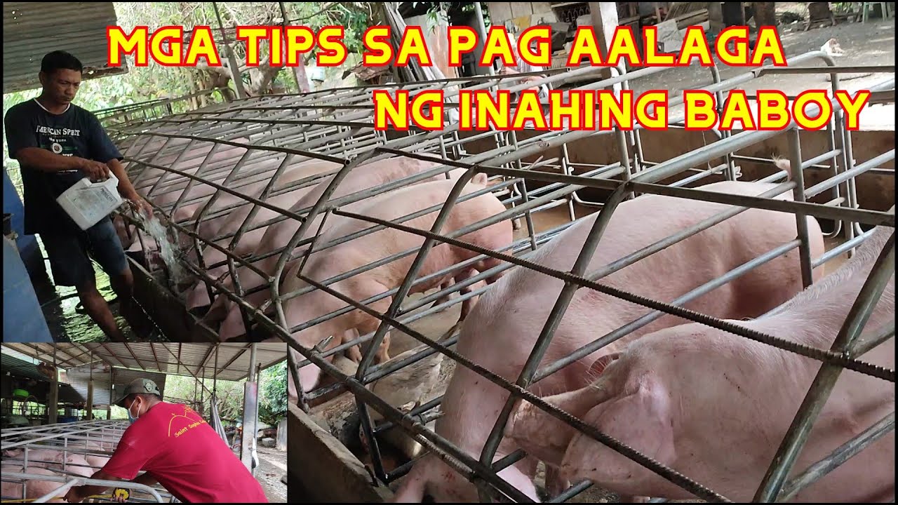 MAGKANO KAYA ANG KITA NG PAG ALAGA NG INAHING BABOY I SUKAT NG GESTATING PEN I FARM VISIT