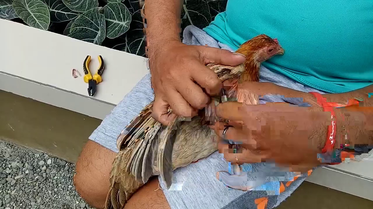 Pagkabit ng wingband sa pakpak