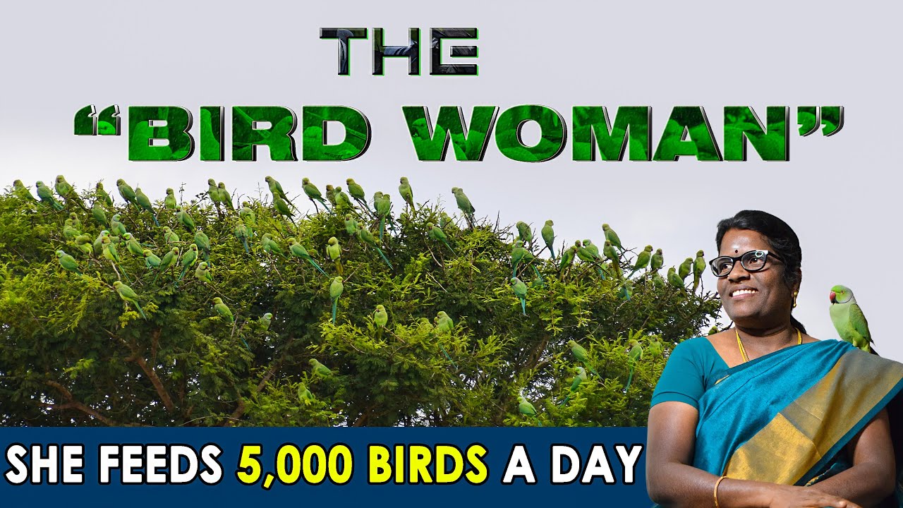 How to attract birds to your balcony | #parrots #viralvideo