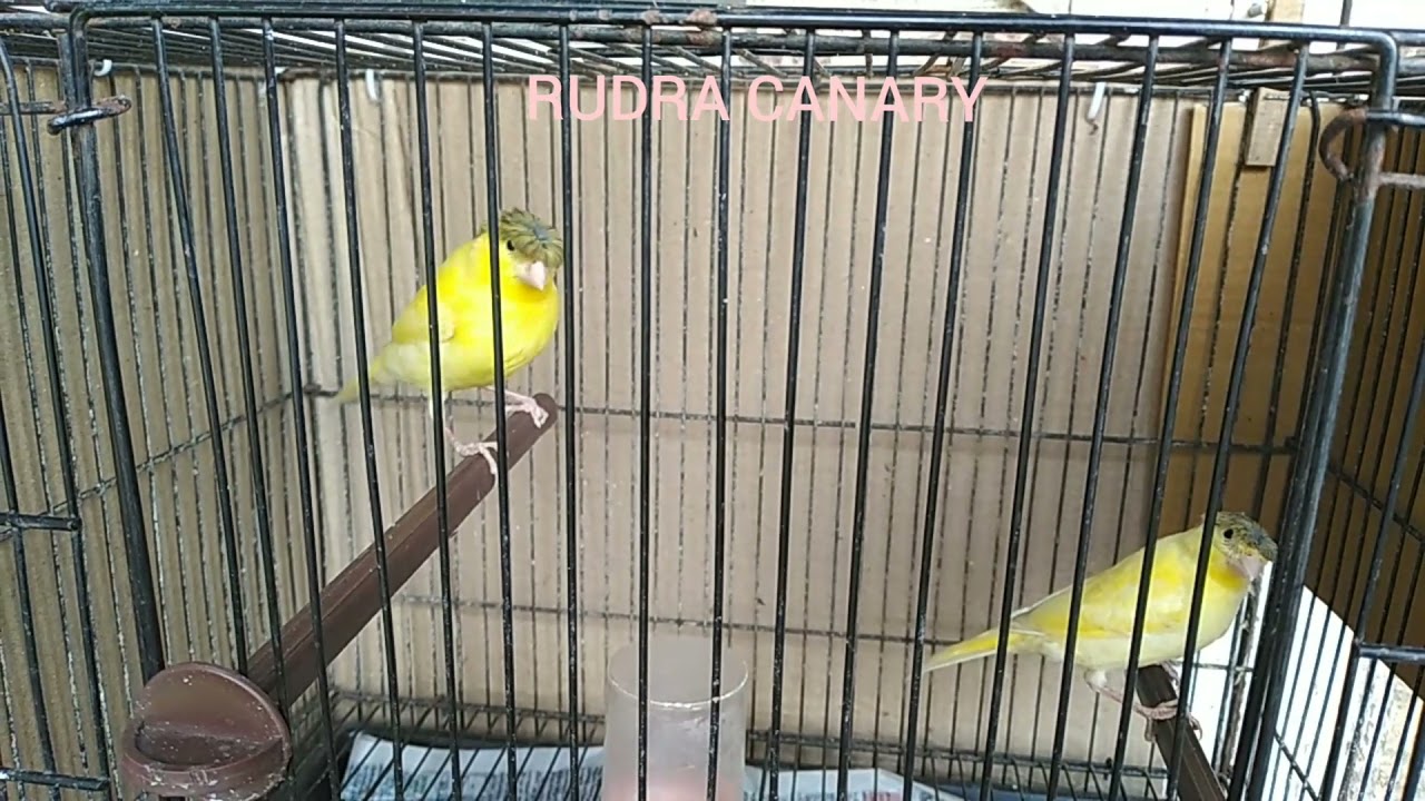 Stafford Canaries ! rudra canary