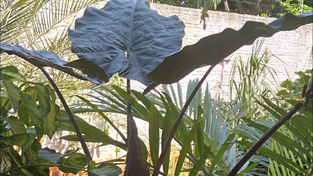 PLANTAS ORNAMENTAIS DE FOLHAS GRANDES DE MEIA SOMBRA E PLENO SOL.