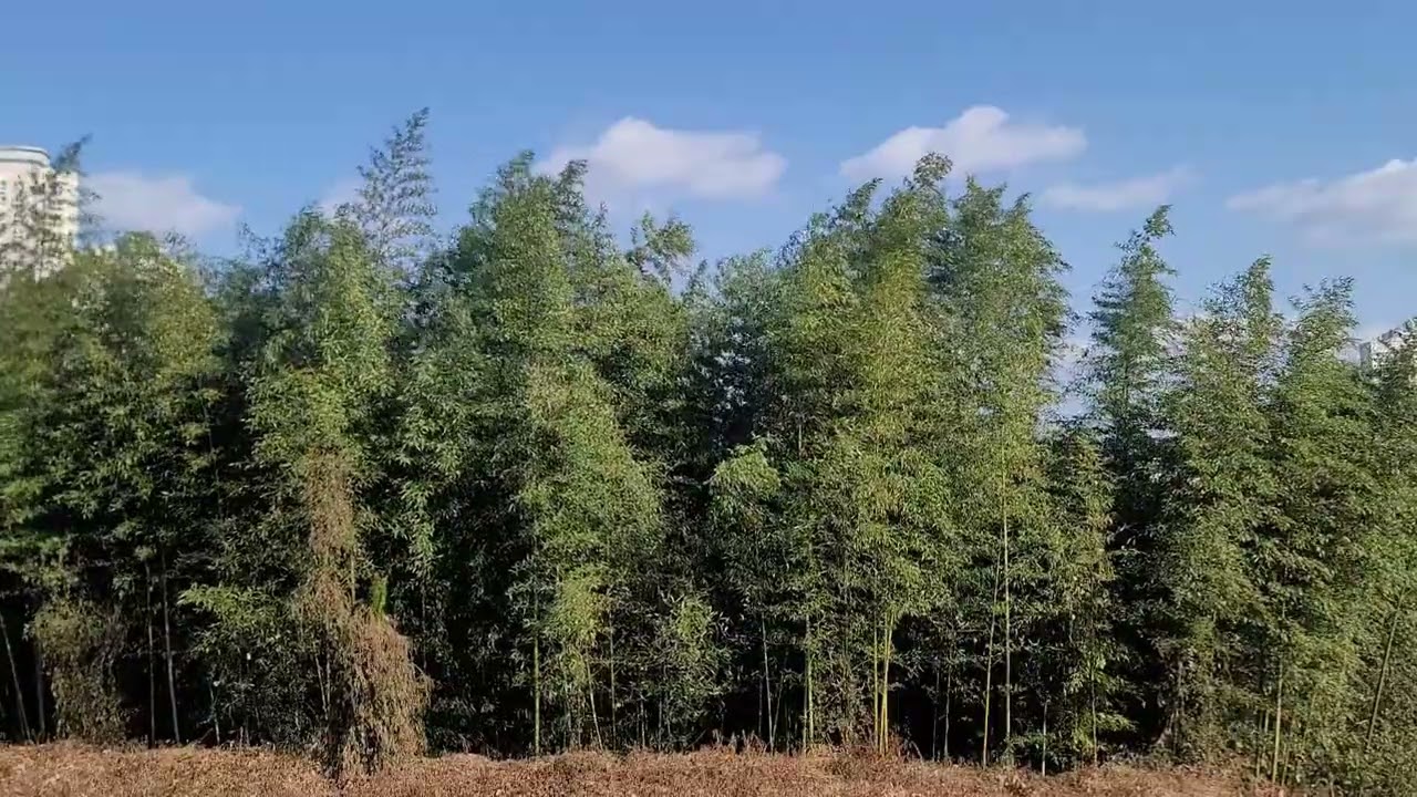 Bamboo wind2 sky Jinju BGM, Healing View, Healing Music, Relax View, Relaxing Music, Relaxing sounds