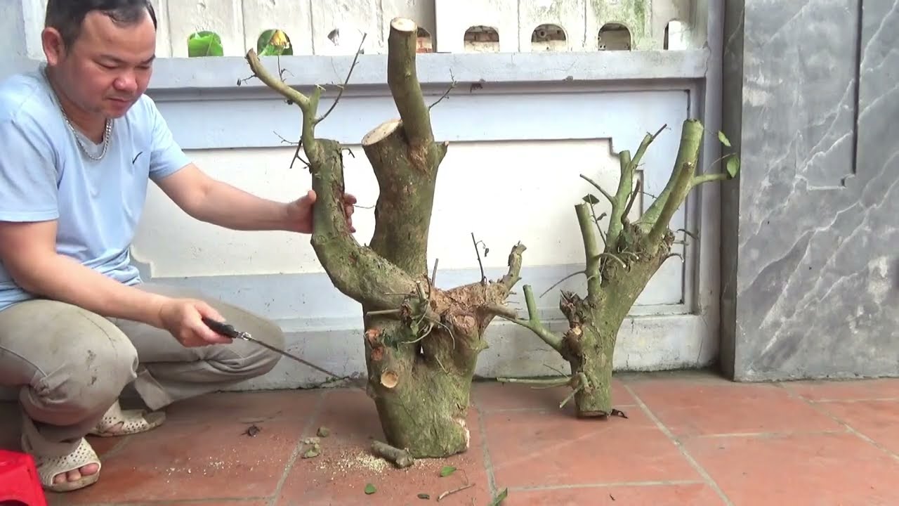 Cách giâm ngọn cây duối