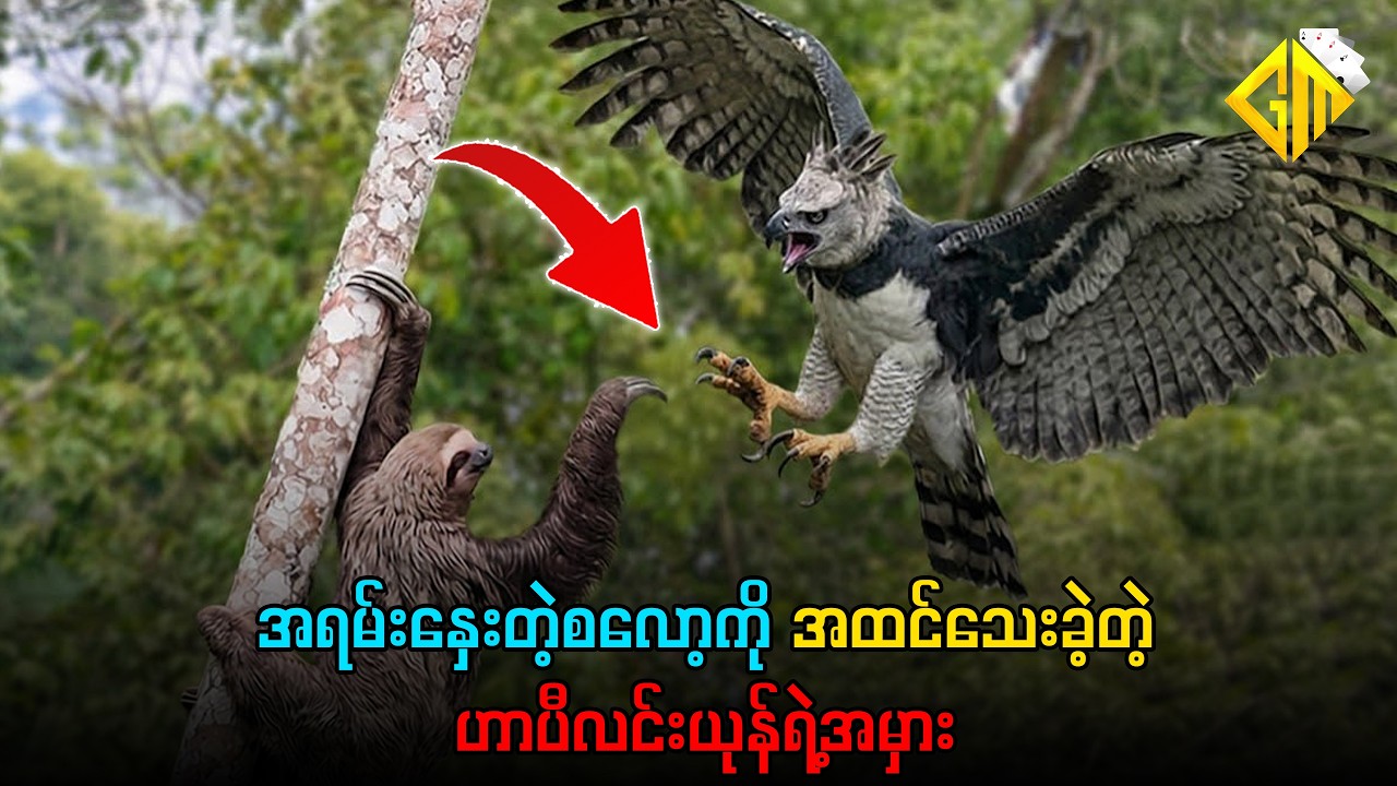 အရမ်းနှေးတဲ့ စလော့ကို အထင်သေးခဲ့တဲ့ ဟာပီလင်းယုန်ရဲ့ အမှား...
