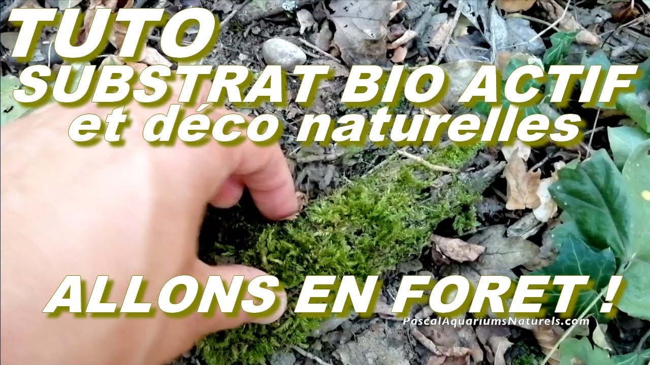 Tuto substrat terrarium bio actif ! bois morts, mousses etc pour insectes Pascal Aquariums Naturels