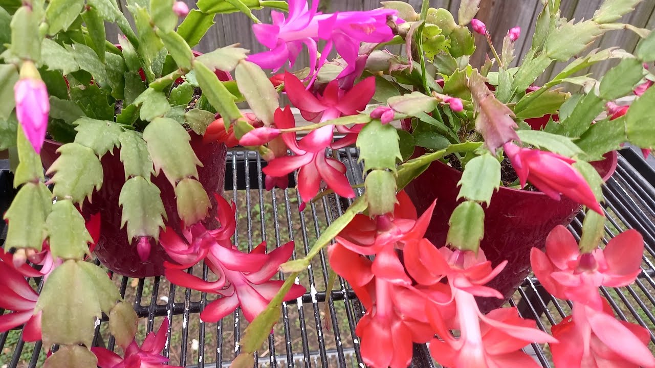 Proceso de Floración del Cactus hasta el día de Navidad 