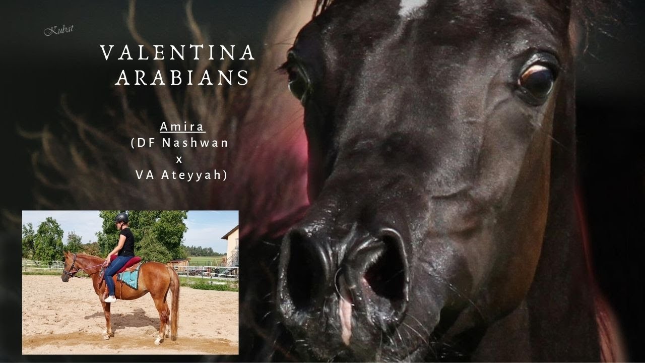 Chestnut Arabian Mare trained under Saddle 🥰