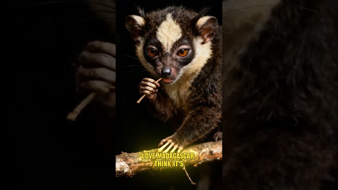 Creepiest Animal in Madagascar 