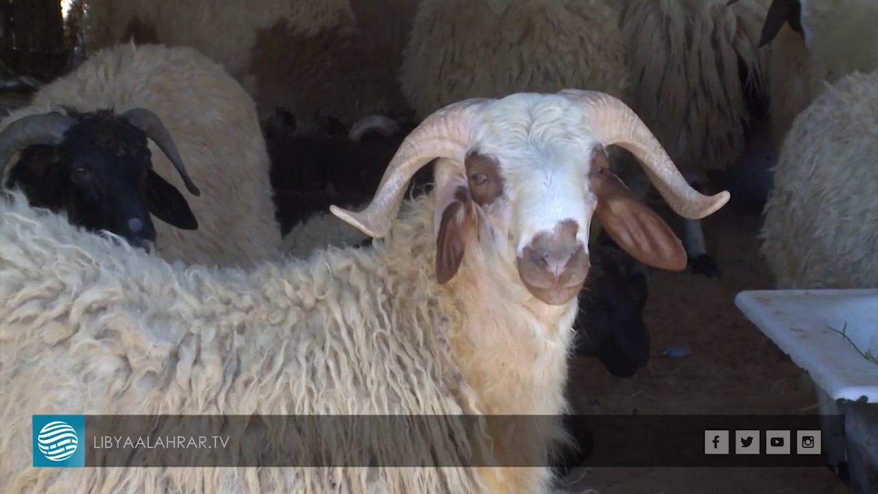 طرابلس: أسعار الأضاحي على صفيح ساخن