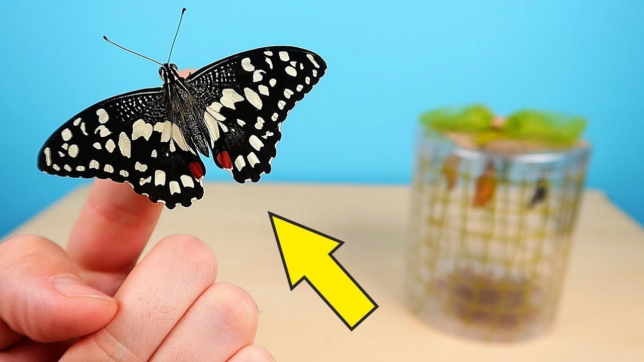NACIO mi PRIMERA MARIPOSA en mi MARIPOSARIO